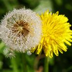 Meine erste Pusteblume vom letzten Samstag...