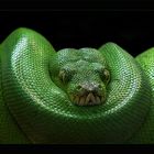 meine erste python
