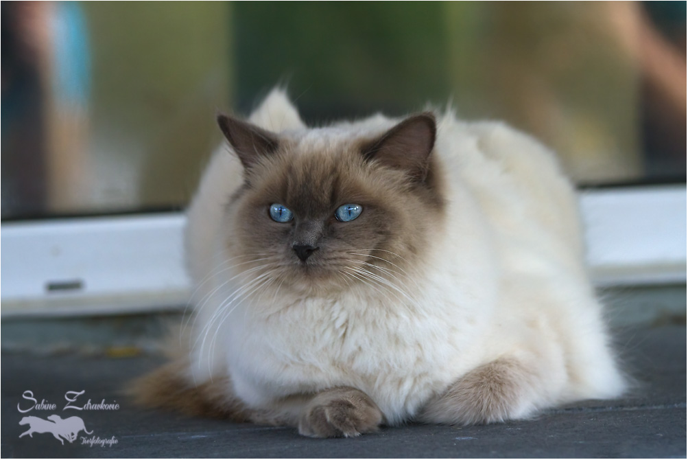 Meine erste Ragdoll Katze