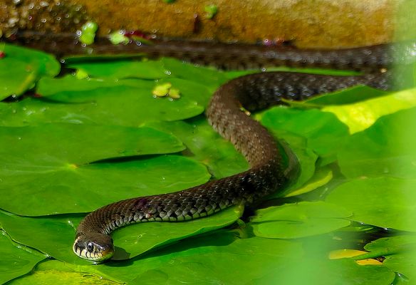 Meine erste Ringelnatter!