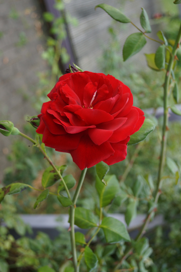 Meine erste Rose