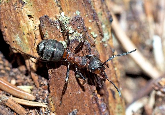 Meine erste Rote Waldameise (Formica rufa) dieses Jahr ...