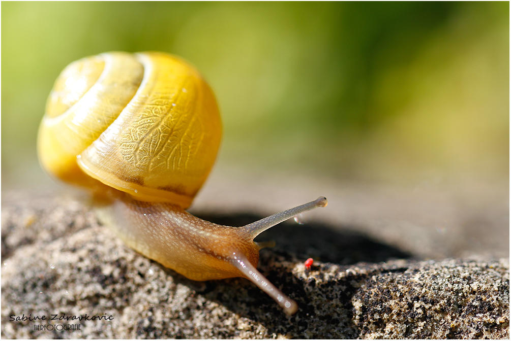 .... meine erste Schnecke in diesem Jahr