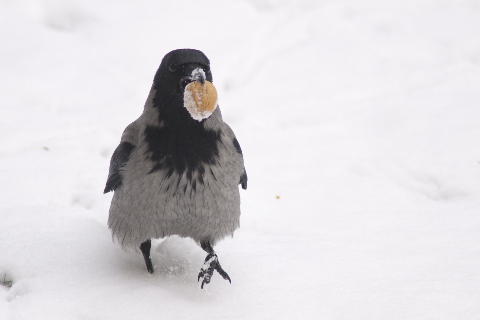 Meine erste Schneenuss.................