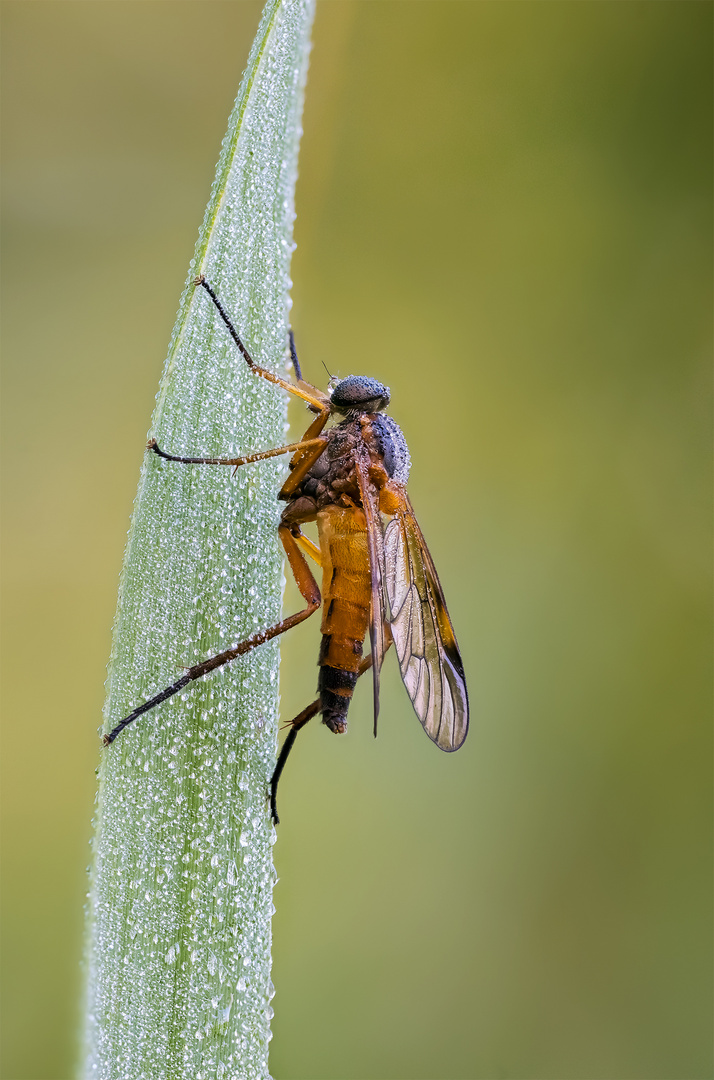 "Meine erste Schnepfenfliege....."