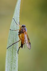 "Meine erste Schnepfenfliege....."