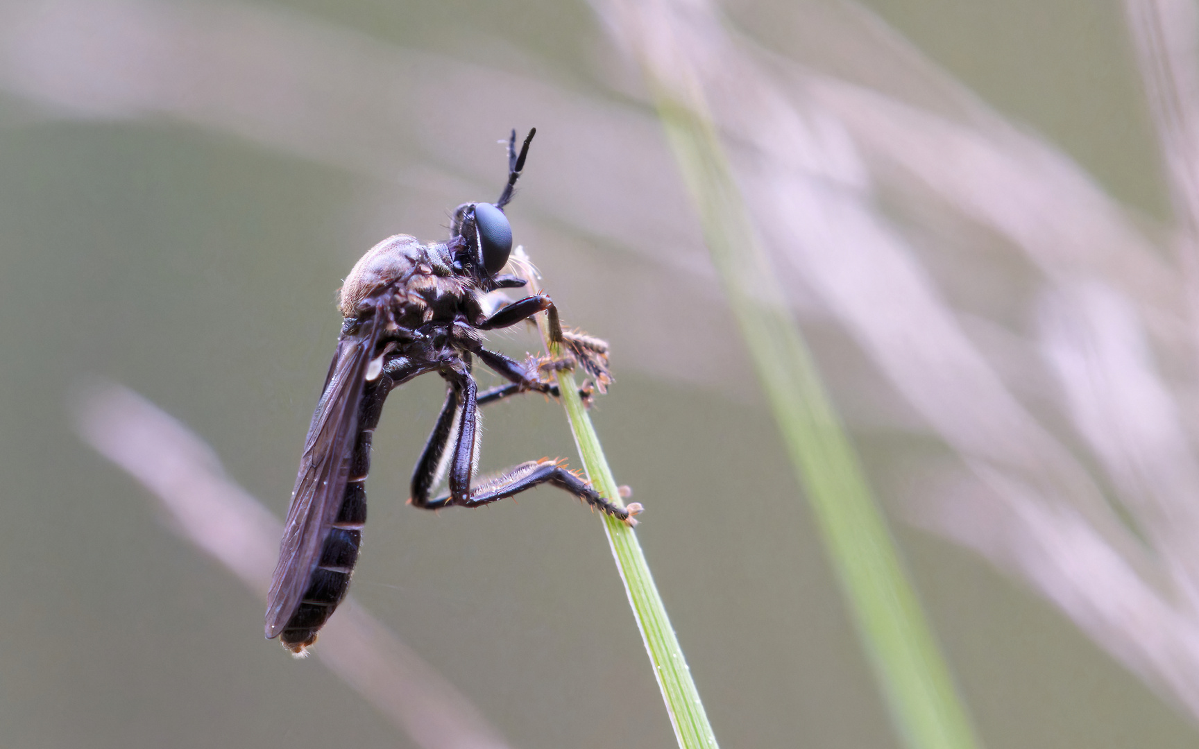 meine erste Schwarze Habichtfliege