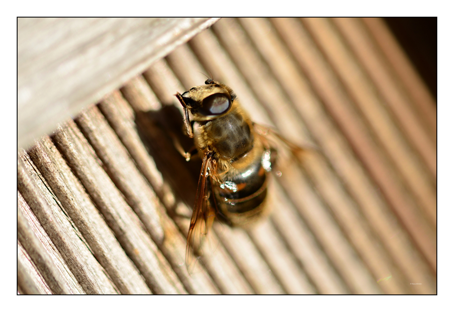 Meine erste Schwebfliege...