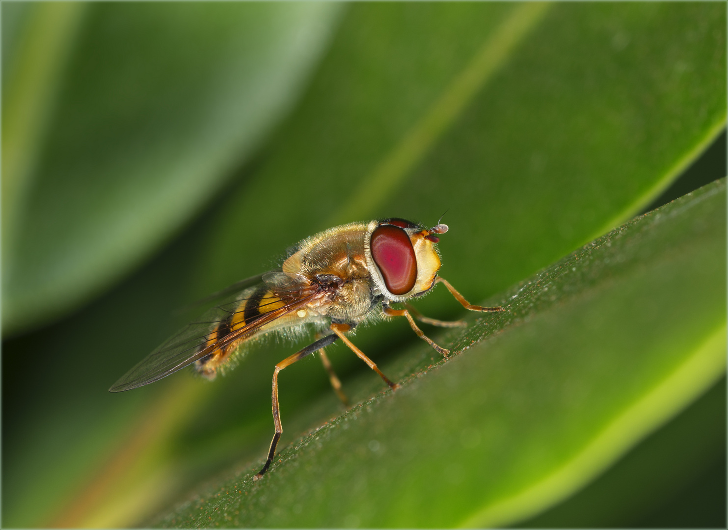 Meine erste Schwebfliege