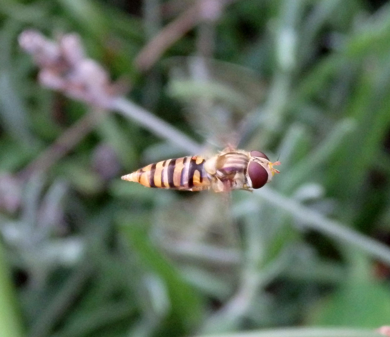 Meine erste Schwebfliege im Flug