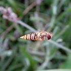 Meine erste Schwebfliege im Flug