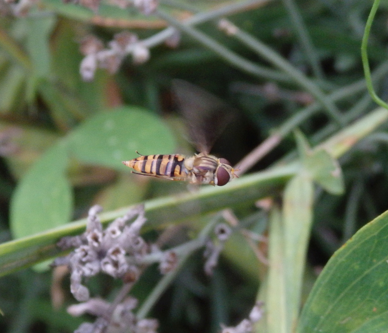 Meine erste Schwebfliege im Flug