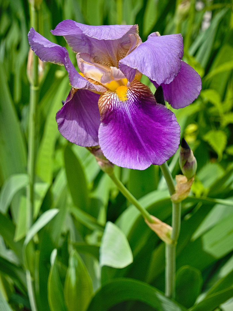 Meine erste Schwertlilie diesen Frühling