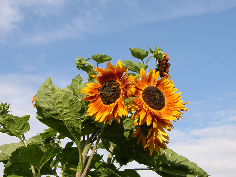 Meine erste Sonnenblume