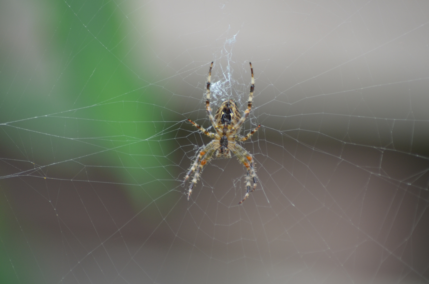 Meine erste Spinne