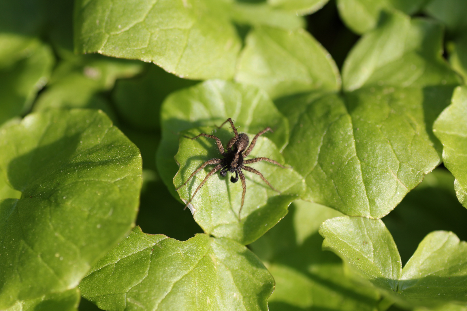 Meine erste Spinne ganz nah