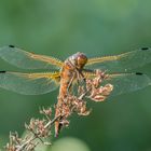 meine erste Spitzenfleck-Libelle