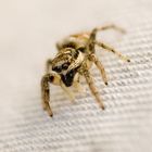 Meine erste Springspinne