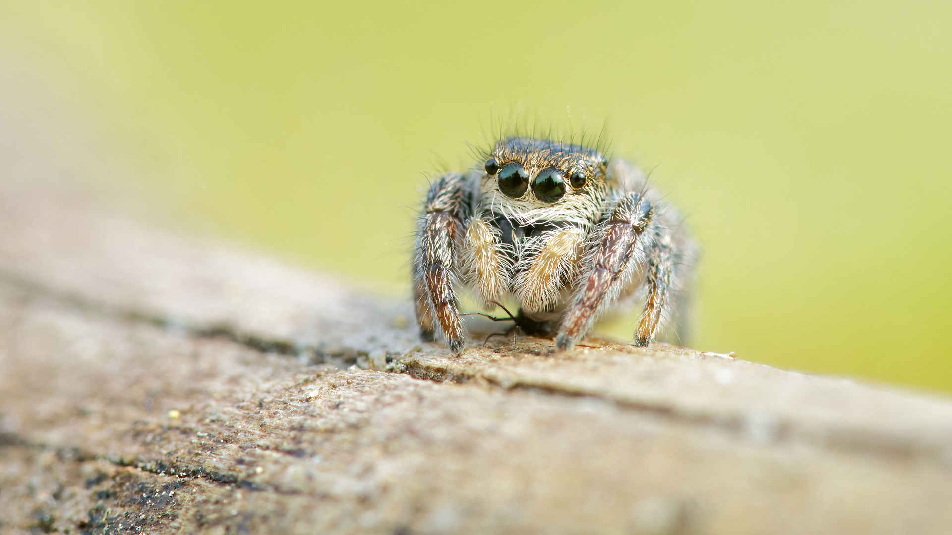 meine erste Springspinne 