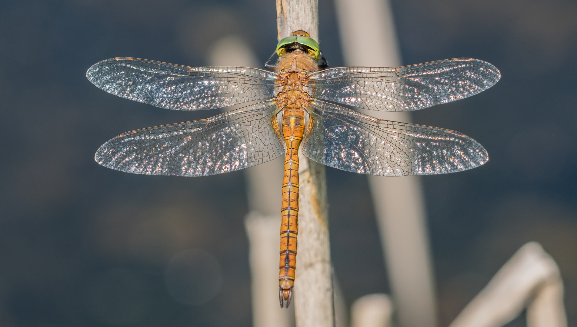 meine erste Swarovski-Libelle :-)