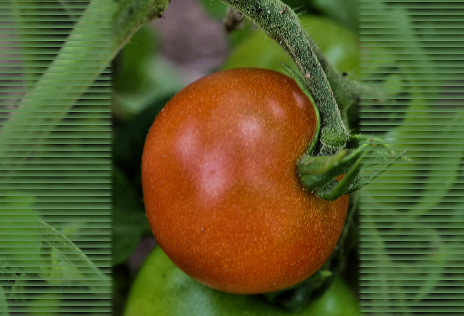 meine erste Tomate 2019