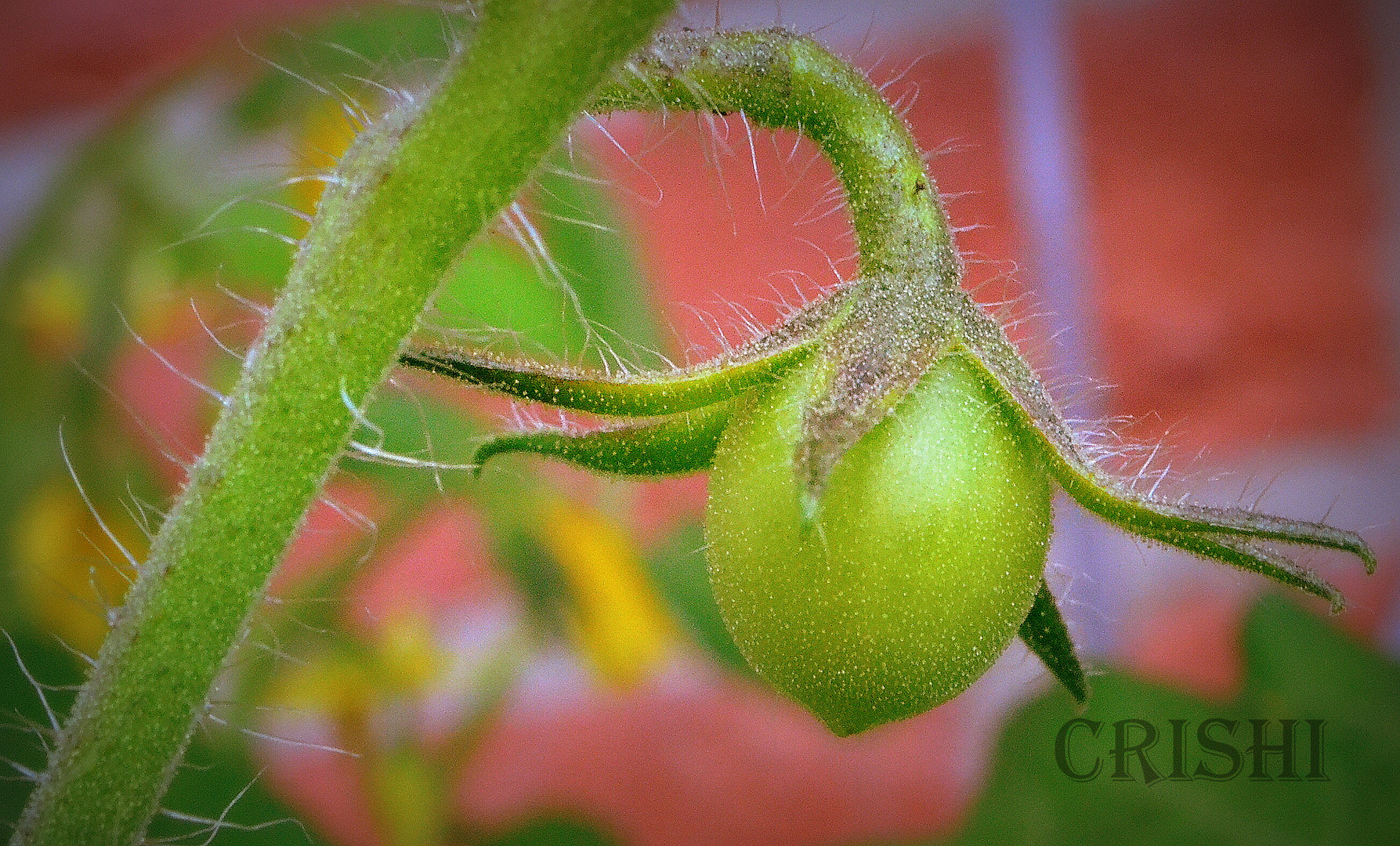 Meine erste Tomate