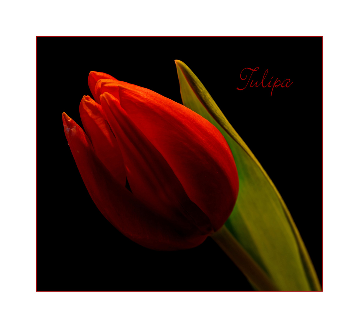 Meine erste Tulpe ...