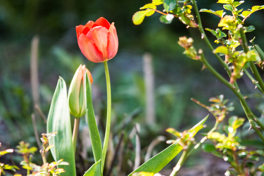 Meine erste Tulpe ...