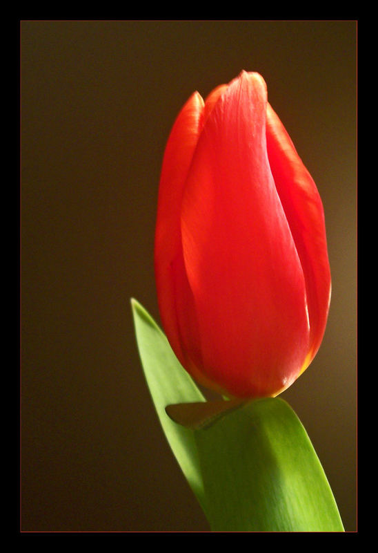 Meine erste Tulpe