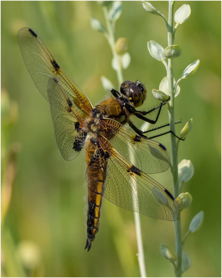 meine erste Vierfleck - Libellula quadrimaculata - in 2019