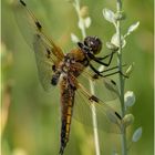 meine erste Vierfleck - Libellula quadrimaculata - in 2019