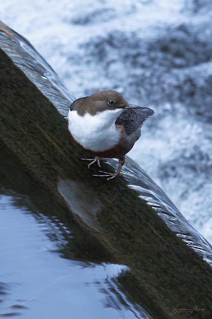 Meine erste Wasseramsel