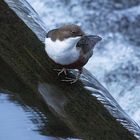 Meine erste Wasseramsel