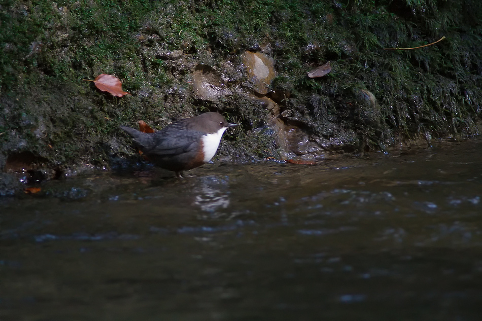 Meine erste Wasseramsel!