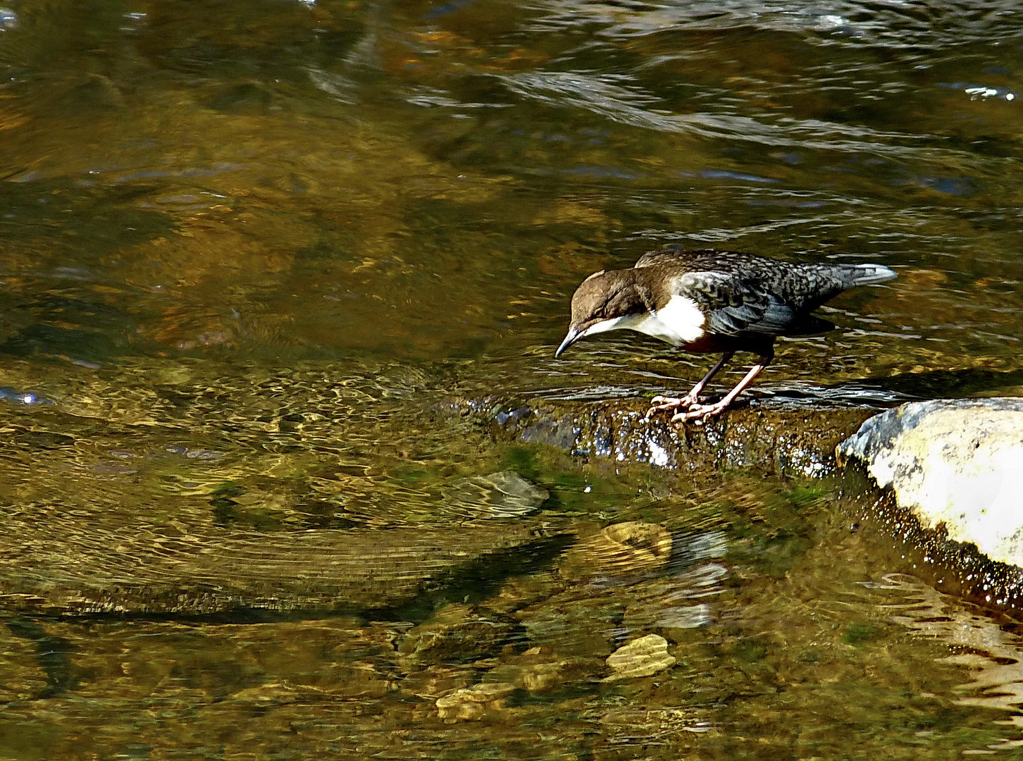 Meine erste Wasseramsel  