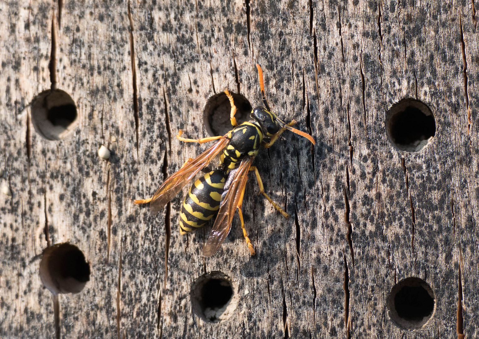 Meine erste Wespe, 18. März 2016, Insektenhotel im Donaupark, Wien