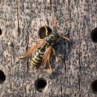 Meine erste Wespe, 18. März 2016, Insektenhotel im Donaupark, Wien