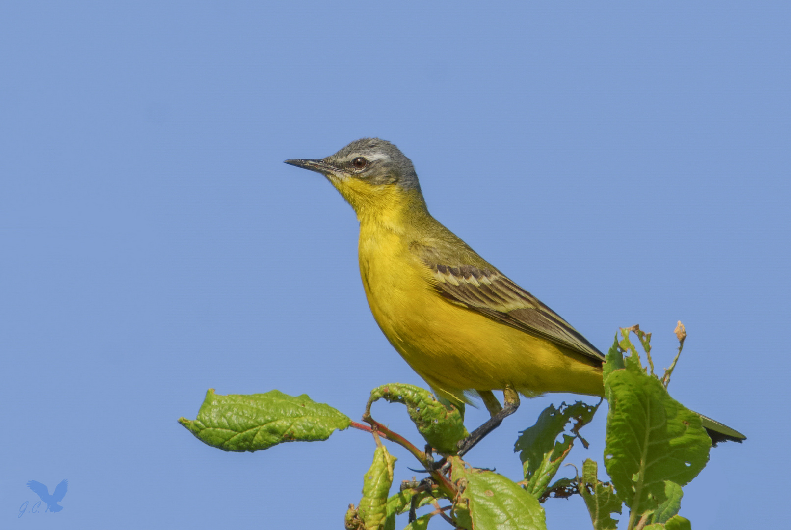 meine erste Wiesenschafstelze (Motacilla flava) ...