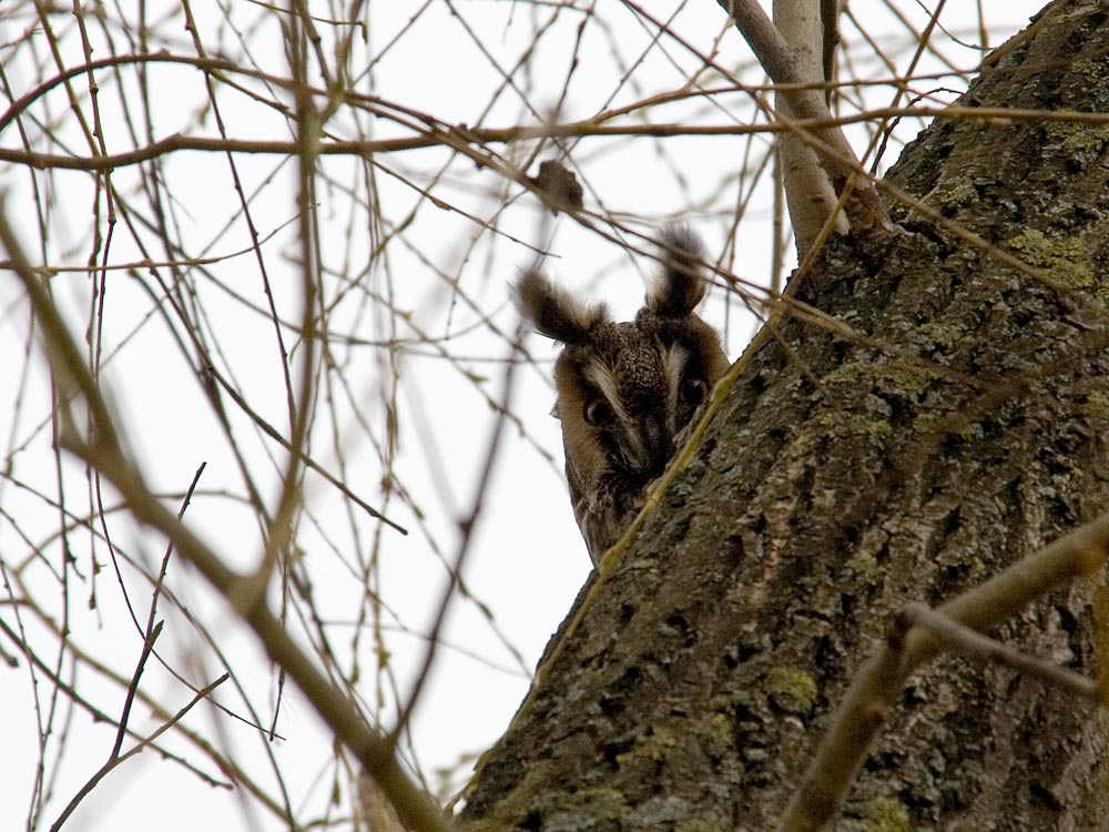 meine erste wildlife-eule II