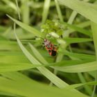 Meine erste Zimtwanze (Corizus hyoscyami) in diesem Jahr