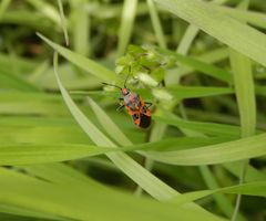 Meine erste Zimtwanze (Corizus hyoscyami) in diesem Jahr