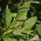 Meine erste  Zimtwanze (Corizus hyoscyami) in diesem Jahr