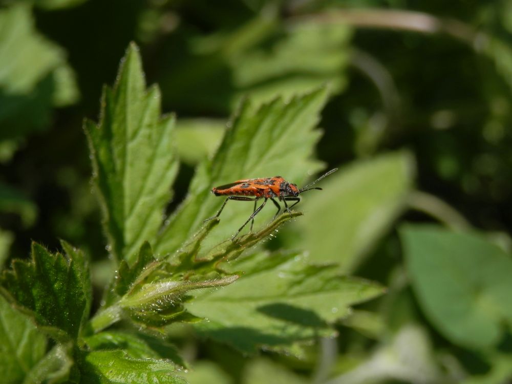 Meine erste  Zimtwanze (Corizus hyoscyami) in diesem Jahr