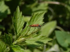 Meine erste  Zimtwanze (Corizus hyoscyami) in diesem Jahr