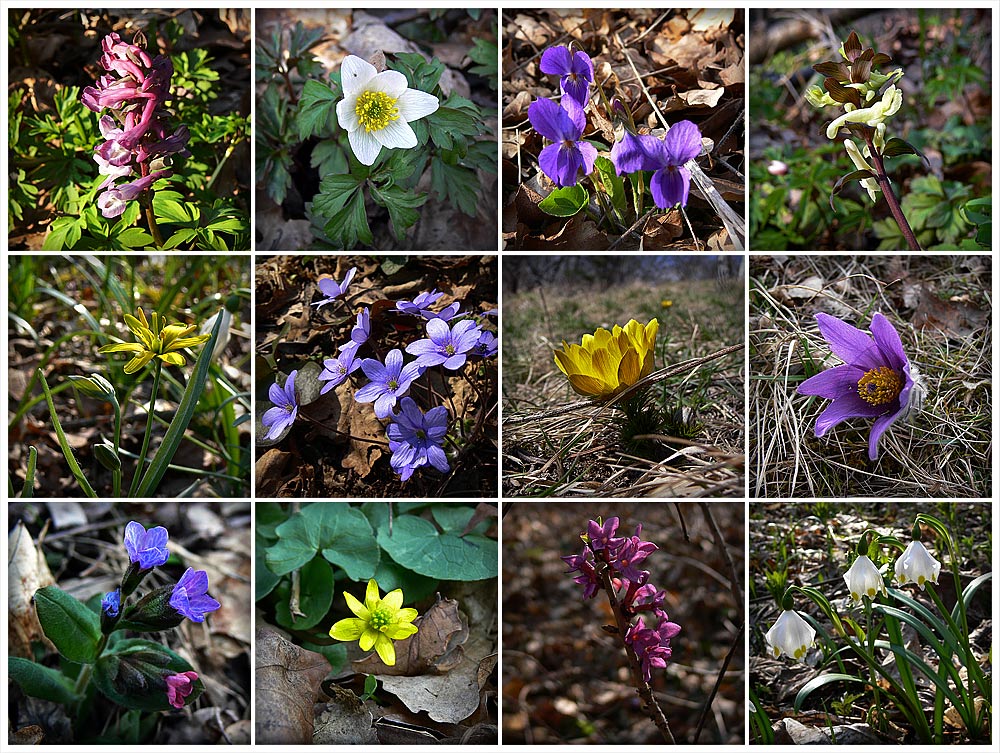 Meine ersten 12 Frühblüher in diesem Jahr Foto & Bild pflanzen, pilze