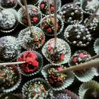 meine ersten cake pops