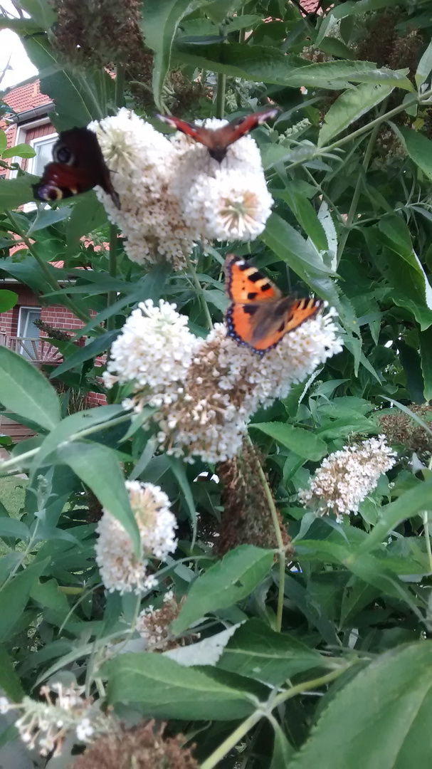 meine ersten drei Schmetterlinge