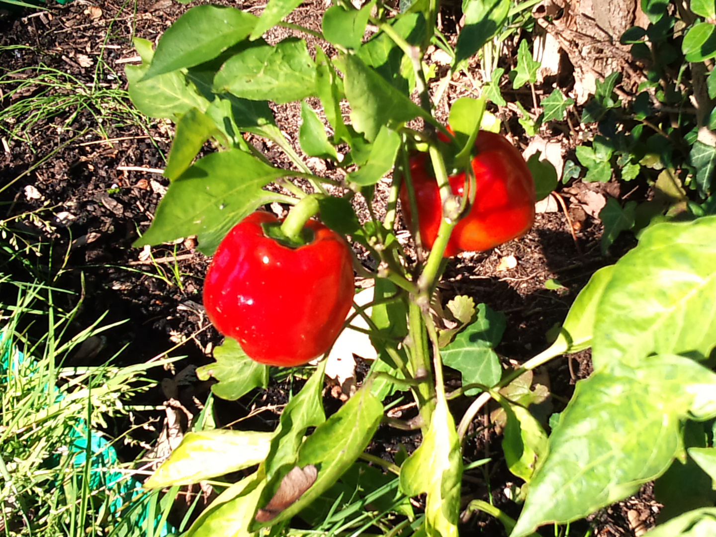 meine ersten eigenen Paprika.........