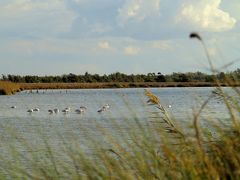 Meine ersten Flamingos,... / I miei primi fenicotteri,... (1)