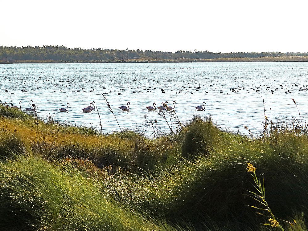 Meine ersten Flamingos,... / I miei primi fenicotteri,... (2)